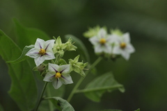 Solanum didymum