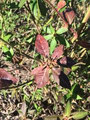 Euphorbia heterophylla