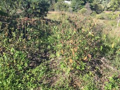 Euphorbia heterophylla