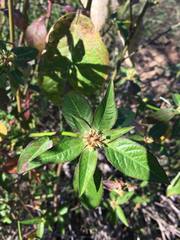 Euphorbia heterophylla
