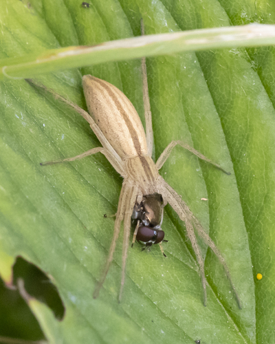Maritime Running Crab Spider