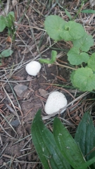 Lycoperdon pulcherrimum