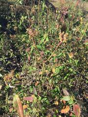 Euphorbia heterophylla