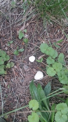 Lycoperdon pulcherrimum