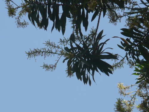 Dracaena perrottetii