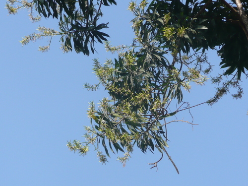 Dracaena mannii image