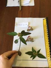 Euphorbia heterophylla