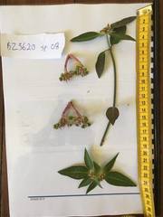 Euphorbia heterophylla