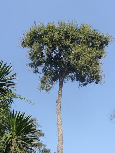 Dracaena mannii image