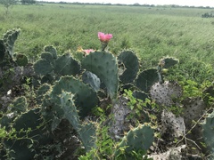 Opuntia gomei