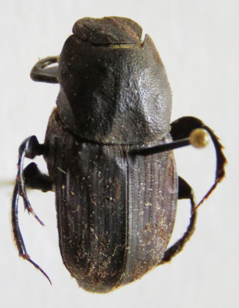Eurysternus foedus