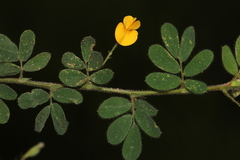 Aeschynomene falcata
