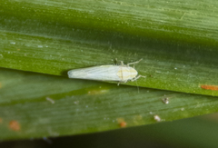 Dikraneura angustata