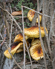 Pholiota glutinosa