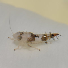 Scaphoideus titanus