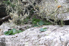 Haemanthus