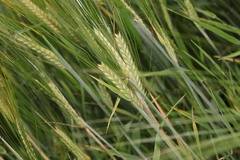 Hordeum distichon