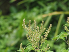 Ocimum gratissimum