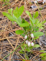 Vaccinium tenellum