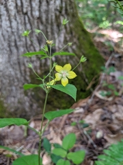 Lysimachia ciliata