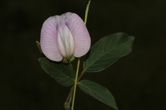 Centrosema brasilianum
