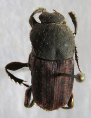 Eurysternus mexicanus