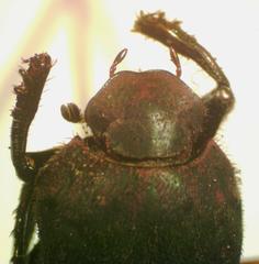 Eurysternus mexicanus