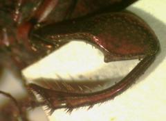 Eurysternus mexicanus