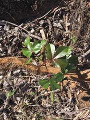 Jatropha gossypiifolia