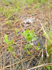 Vaccinium tenellum