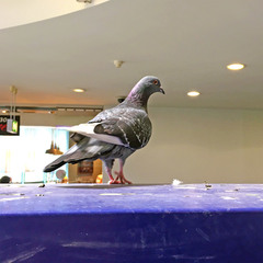 Columba livia domestica