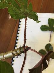 Jatropha gossypiifolia