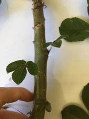 Jatropha gossypiifolia