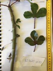 Jatropha gossypiifolia