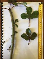 Jatropha gossypiifolia