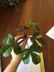 Jatropha gossypiifolia