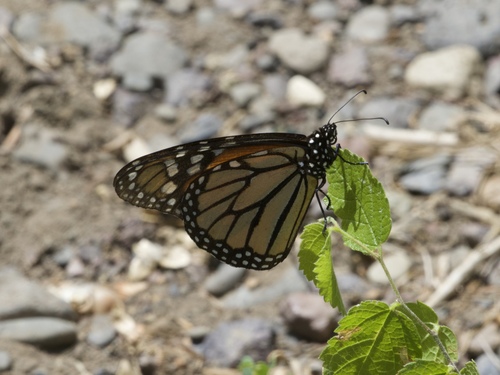 Migratory Monarch photographed in Oregon