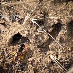 Philanthus triangulum