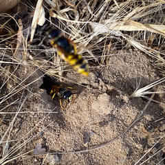 Philanthus triangulum