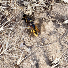 Philanthus triangulum