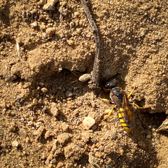 Philanthus triangulum