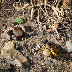 Philanthus triangulum