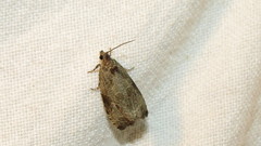 Olethreutes inornatana