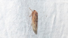Ponana rubida