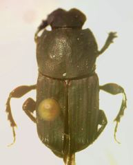 Eurysternus mexicanus