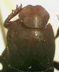 Eurysternus mexicanus