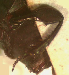 Eurysternus mexicanus