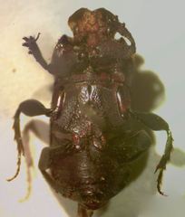 Eurysternus mexicanus