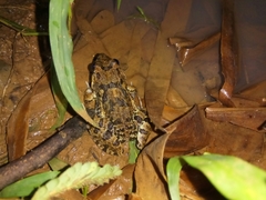 Fejervarya cancrivora