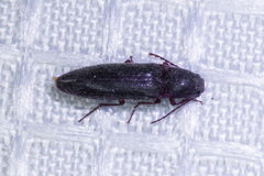 Melanotus longulus